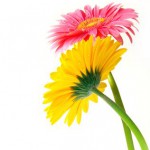 Pink and yellow gerber flowers on white background